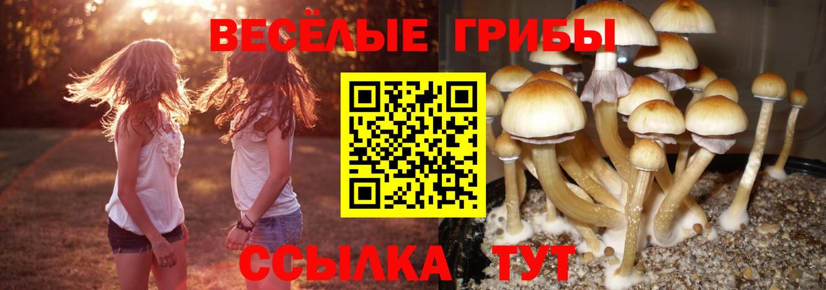 Галлюциногенные грибы Psilocybine cubensis Чебоксары